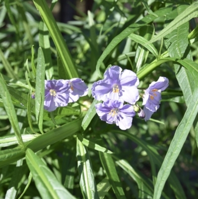 Solanum vescum (Green Kangaroo Apple) at Termeil, NSW - 22 Aug 2020 by wendie