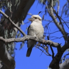 Dacelo novaeguineae (Laughing Kookaburra) at Acton, ACT - 20 Aug 2020 by AlisonMilton