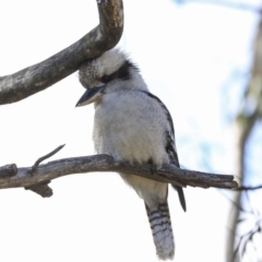 Dacelo novaeguineae at Acton, ACT - 20 Aug 2020