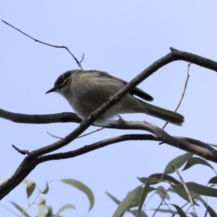 Caligavis chrysops (Yellow-faced Honeyeater) at Acton, ACT - 20 Aug 2020 by Alison Milton