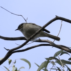 Caligavis chrysops at Acton, ACT - 20 Aug 2020 01:33 PM