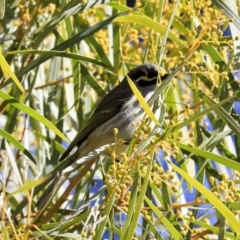 Caligavis chrysops (Yellow-faced Honeyeater) at Acton, ACT - 20 Aug 2020 by Alison Milton
