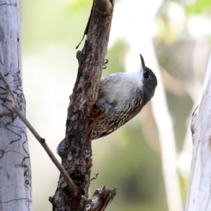 Cormobates leucophaea at Acton, ACT - 20 Aug 2020