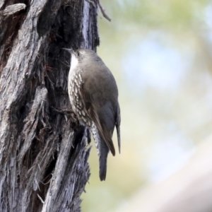 Cormobates leucophaea at Acton, ACT - 20 Aug 2020