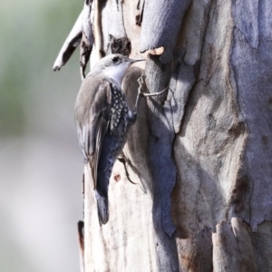 Cormobates leucophaea at Acton, ACT - 20 Aug 2020