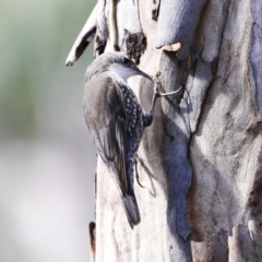 Cormobates leucophaea at Acton, ACT - 20 Aug 2020