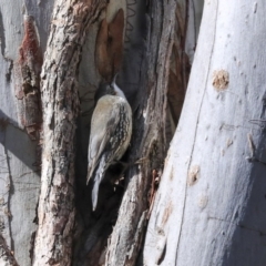 Cormobates leucophaea at Acton, ACT - 20 Aug 2020