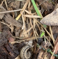 Noctuidae unclassified IMMATURE moth (Immature Noctuidae Moth) at Fowles St. Woodland, Weston - 22 Aug 2020 by AliceH