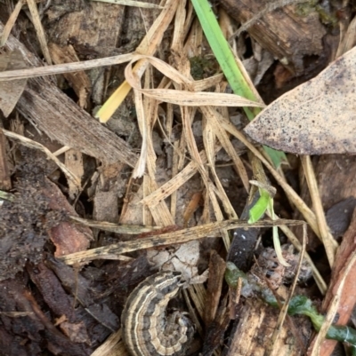 Noctuidae unclassified IMMATURE moth (Immature Noctuidae Moth) at Fowles St. Woodland, Weston - 22 Aug 2020 by AliceH