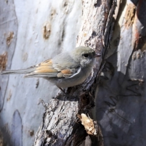 Pachycephala pectoralis at Acton, ACT - 20 Aug 2020 11:41 AM