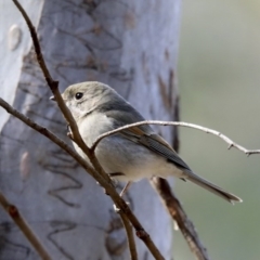 Pachycephala pectoralis at Acton, ACT - 20 Aug 2020 11:41 AM