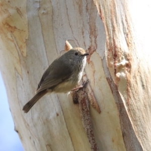 Acanthiza pusilla at Downer, ACT - 20 Aug 2020