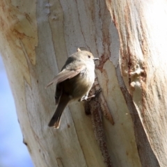 Acanthiza pusilla at Downer, ACT - 20 Aug 2020