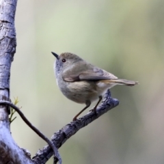 Acanthiza pusilla (Brown Thornbill) at Acton, ACT - 20 Aug 2020 by Alison Milton