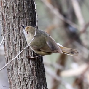 Acanthiza pusilla at Acton, ACT - 20 Aug 2020 11:34 AM