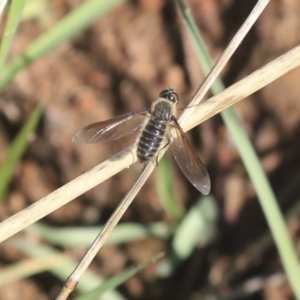 Bombyliidae (family) at Weetangera, ACT - 10 Mar 2020