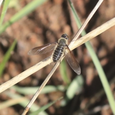 Bombyliidae (family) (Unidentified Bee fly) at The Pinnacle - 10 Mar 2020 by AlisonMilton