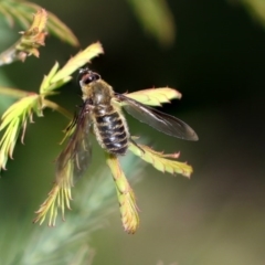 Bombyliidae (family) (Unidentified Bee fly) at Weetangera, ACT - 9 Mar 2020 by AlisonMilton