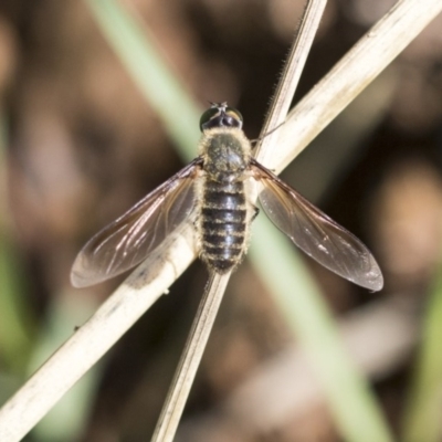 Bombyliidae (family) (Unidentified Bee fly) at The Pinnacle - 10 Mar 2020 by AlisonMilton
