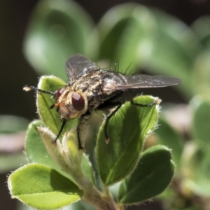 Cuphocera sp. (genus) at Acton, ACT - 13 Mar 2020