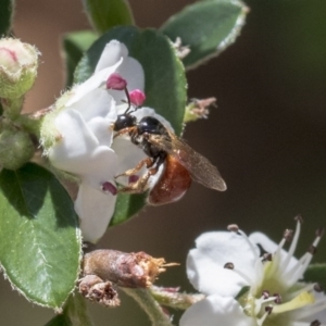 Exoneura sp. (genus) at Acton, ACT - 13 Mar 2020 12:29 PM