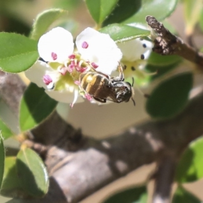 Lipotriches sp. (genus) (Halictid bee) at Acton, ACT - 13 Mar 2020 by AlisonMilton