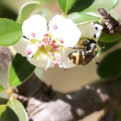 Lipotriches sp. (genus) at Acton, ACT - 13 Mar 2020 12:40 PM