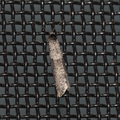 Conoeca guildingi (A case moth) at Higgins, ACT - 10 Jun 2020 by AlisonMilton