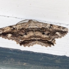 Scioglyptis lyciaria (White-patch Bark Moth) at Higgins, ACT - 3 Apr 2020 by AlisonMilton