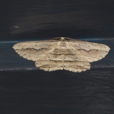 Euphronarcha luxaria (Striated Bark Moth) at Higgins, ACT - 30 Mar 2020 by AlisonMilton