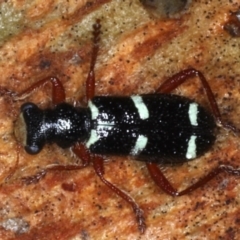 Lemidia nitens (A clerid beetle) at Majura, ACT - 22 Aug 2020 by jb2602