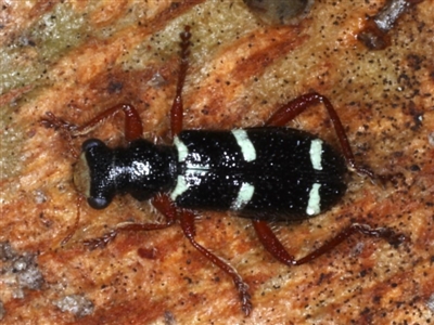 Lemidia nitens (A clerid beetle) at Majura, ACT - 22 Aug 2020 by jb2602