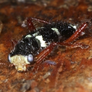 Lemidia nitens at Majura, ACT - 22 Aug 2020