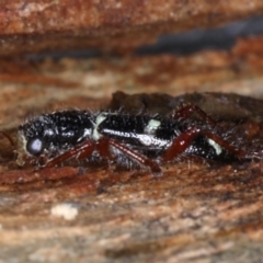 Lemidia nitens at Majura, ACT - 22 Aug 2020