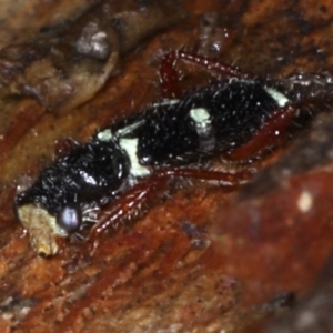 Lemidia nitens at Majura, ACT - 22 Aug 2020