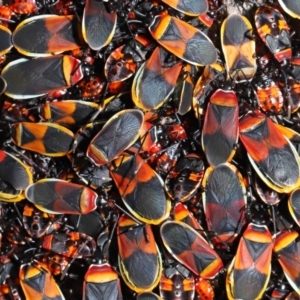 Dindymus versicolor at Majura, ACT - 22 Aug 2020