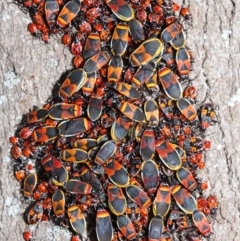 Dindymus versicolor at Majura, ACT - 22 Aug 2020