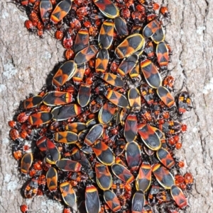 Dindymus versicolor at Majura, ACT - 22 Aug 2020