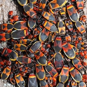 Dindymus versicolor at Majura, ACT - 22 Aug 2020