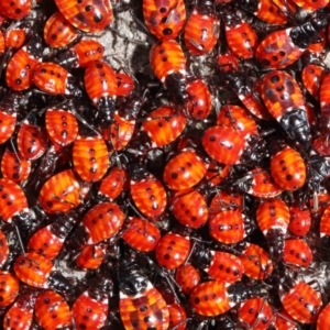 Dindymus versicolor at Majura, ACT - 22 Aug 2020