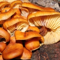 Flammulina velutipes (Velvet shank) at Majura, ACT - 22 Aug 2020 by TimL