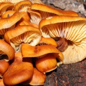 Flammulina velutipes at Majura, ACT - 22 Aug 2020