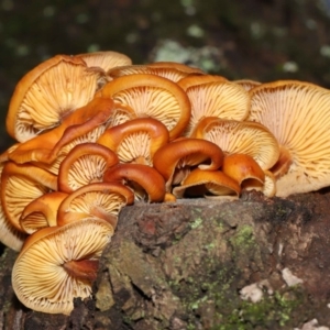 Flammulina velutipes at Majura, ACT - 22 Aug 2020