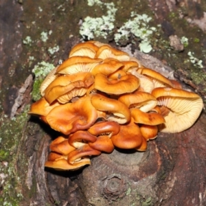 Flammulina velutipes at Majura, ACT - 22 Aug 2020