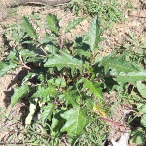 Solanum cinereum at Banks, ACT - 31 Mar 2020