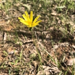 Microseris lanceolata (Yam Daisy) at Castle Creek, VIC - 18 Sep 2018 by AmandaCohn
