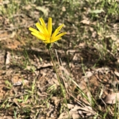 Microseris lanceolata (Yam Daisy) at Castle Creek, VIC - 17 Sep 2018 by AmandaCohn