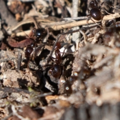 Papyrius nitidus (Shining Coconut Ant) at Wanniassa, ACT - 23 Aug 2020 by rawshorty