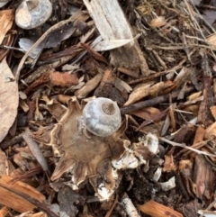 Geastrum tenuipes (An earthstar) at Weston, ACT - 22 Aug 2020 by AliceH