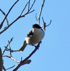 Melithreptus lunatus (White-naped Honeyeater) at Guerilla Bay, NSW - 23 Aug 2020 by LisaH